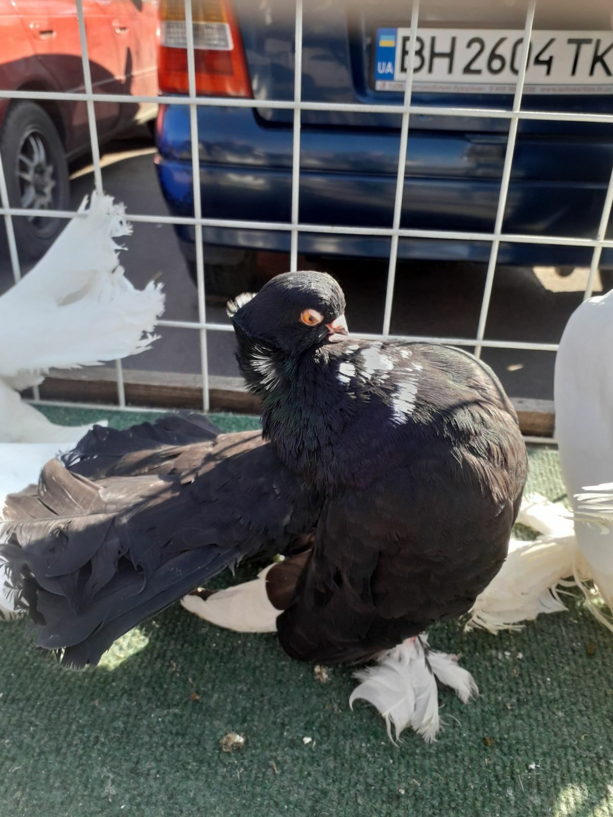 продам статних голубів