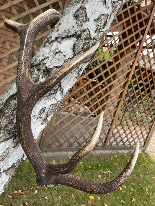 Рога  оленьи  7 отростков