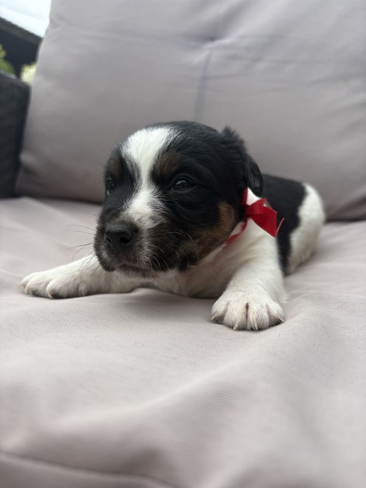 Jack Rusell Terrier szczeniaczek piesek.
