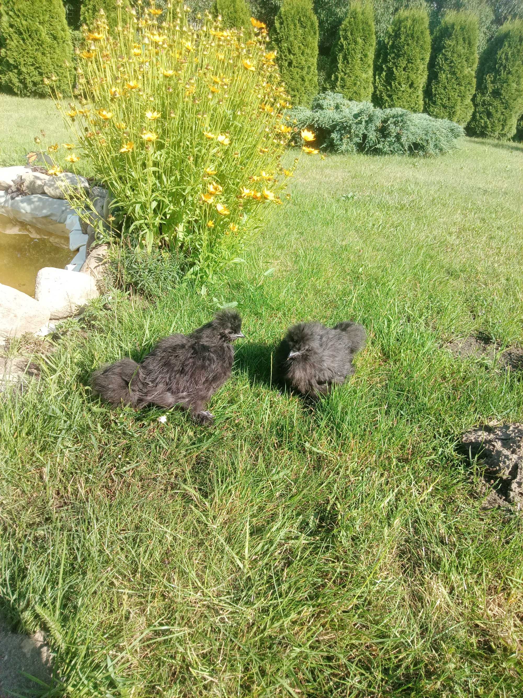 Kury kurczaki i  ozdobne ,przepiórki