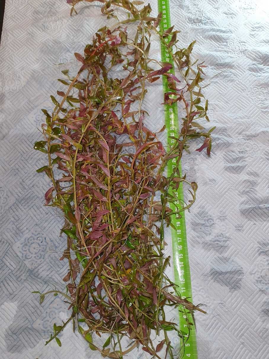 Rotala Colorata (RÓŻOWA/Duże sadzonki)