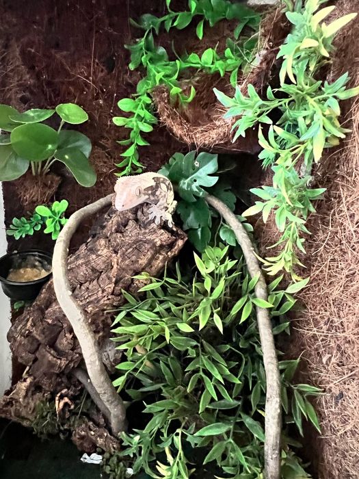 Gekony orzęsione (samiec + samica) z terrariami – komplet
