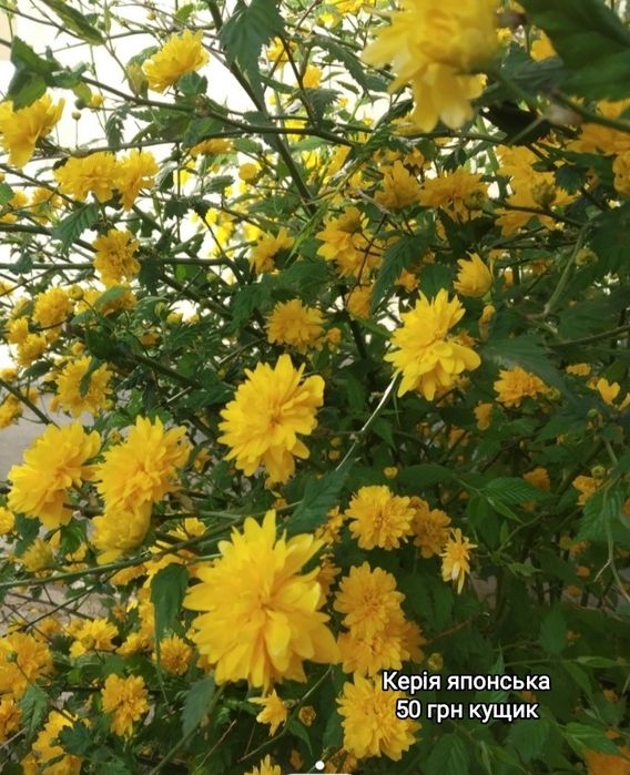 Керія японська махрова