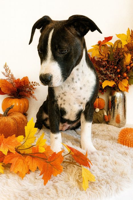 Cudowny i rodzinny piesek amstaff!