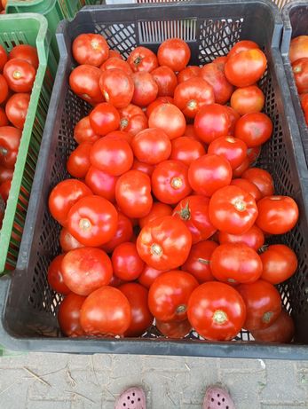 Pomidory gruntowe z własnej uprawy