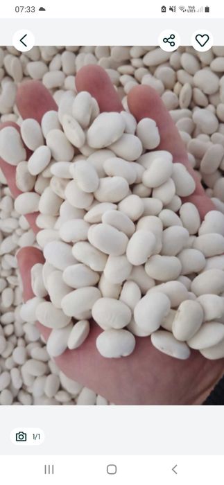 Fasola Jaś Sprzedam 24tony