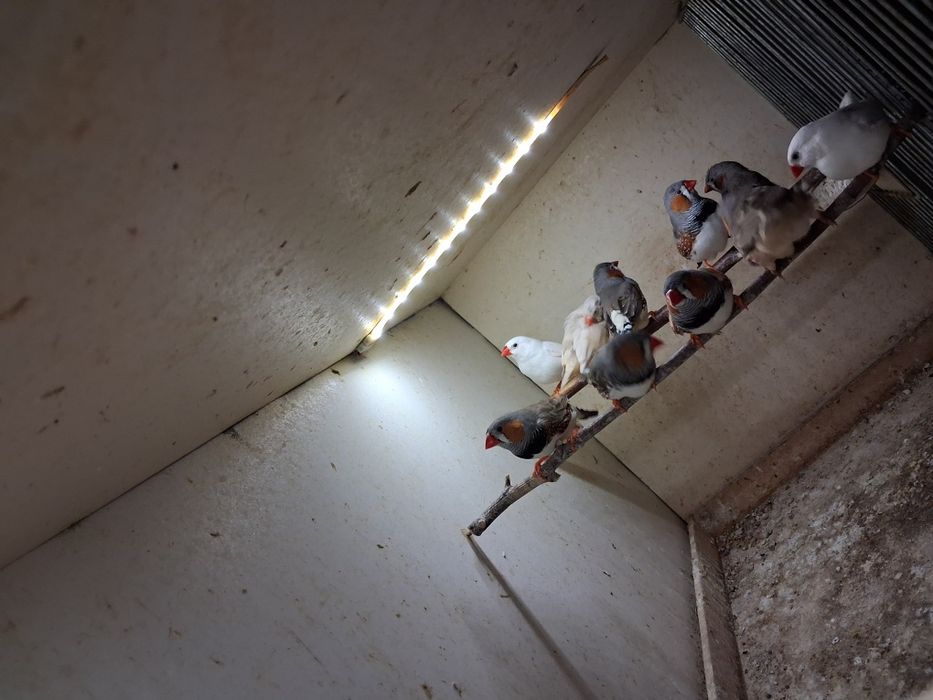 Amadyny  zeberki 3 szt