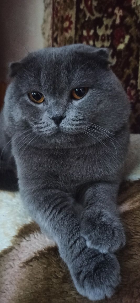 Чистокровний Щотландський висловухий голубий ( Scottish Fold).Вязка.