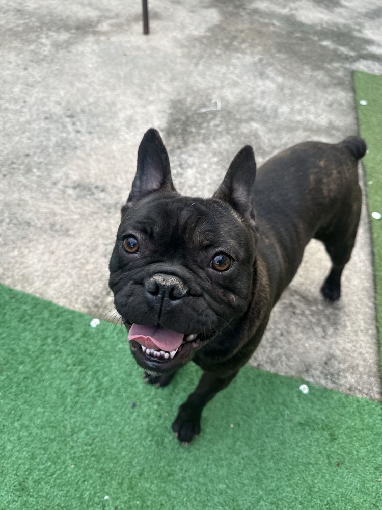 bulldog francês Macho