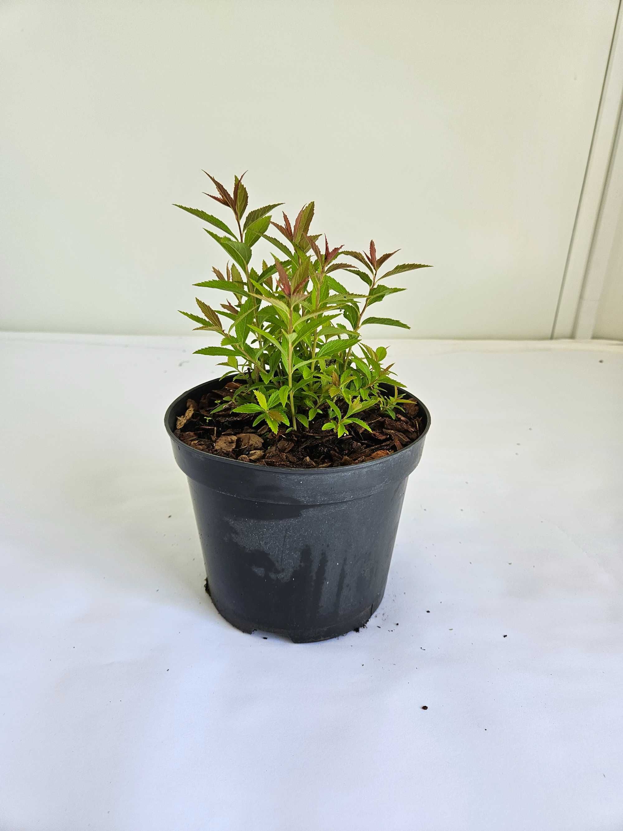 Tawuła japońska 'Genpei' (Spiraea japonica 'Genpei')