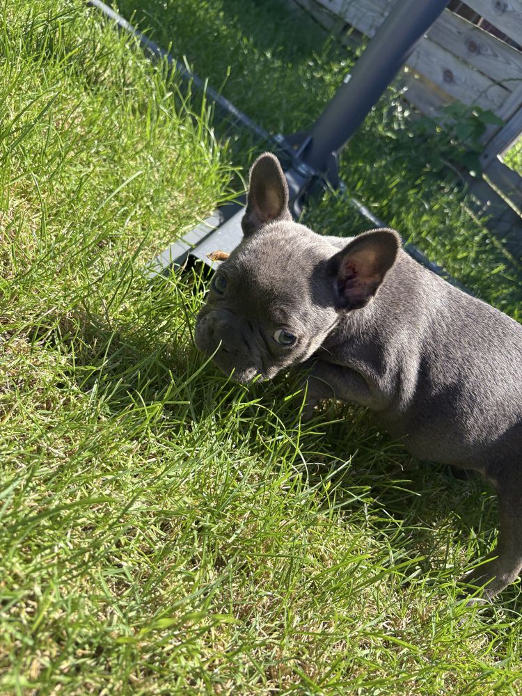 Buldog francuski BLUE suczka błękitna