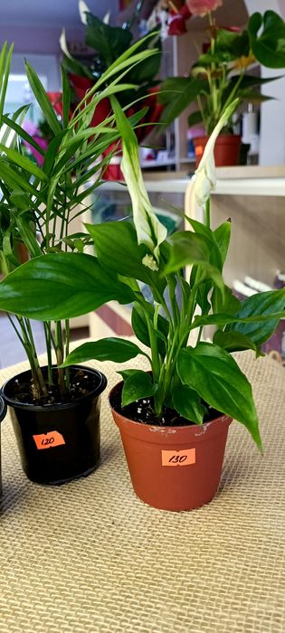 Продам набір кімнатних рослин .Спатифілум,Хамедорея,Аспарагус