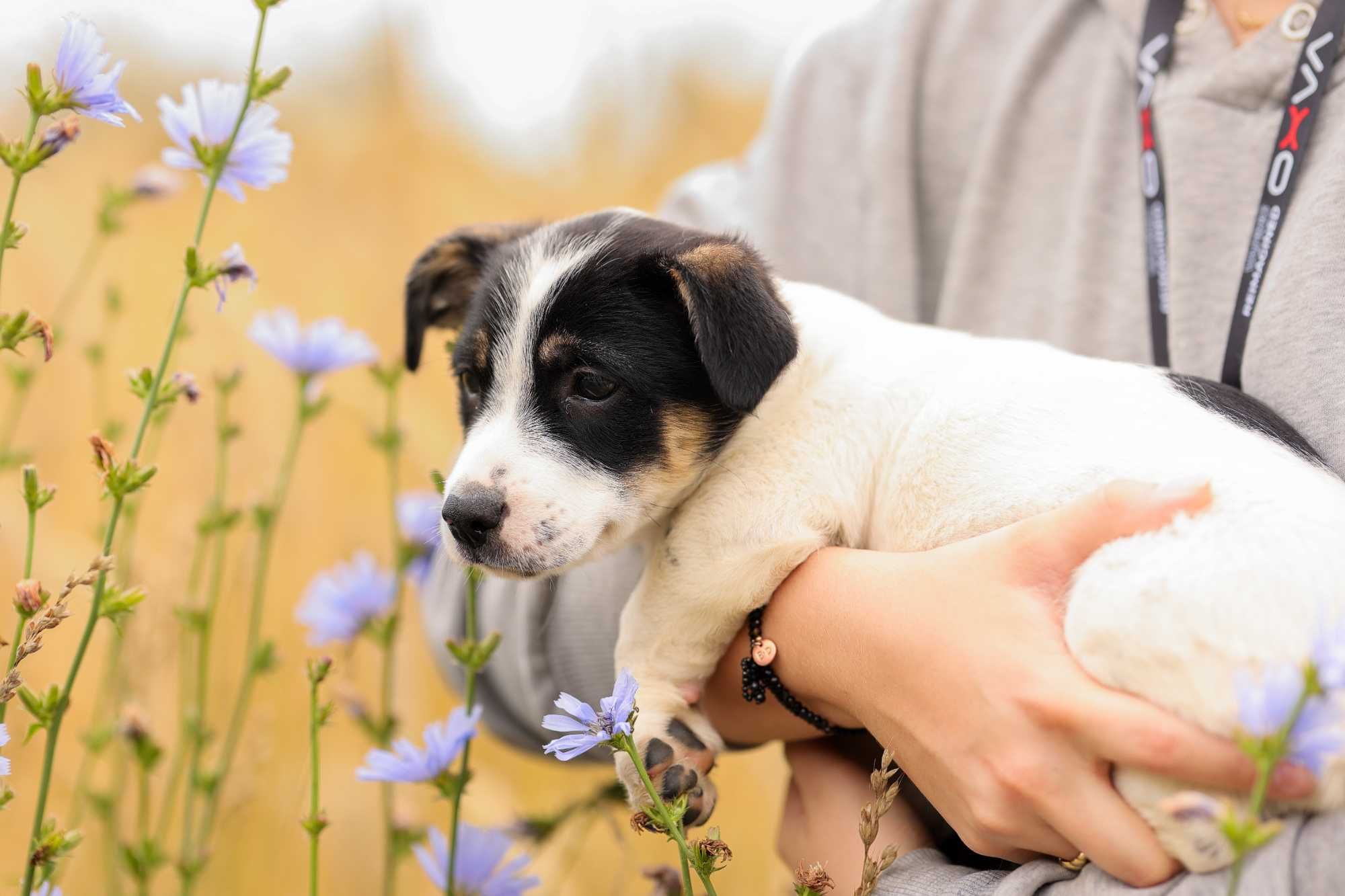 Yuma, szczeniak , suczka do adopcji z fundacji