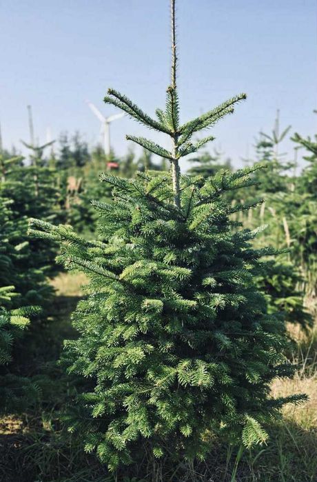 jodła kaukaska goły korzeń 1.00-1.50 swierki choinki