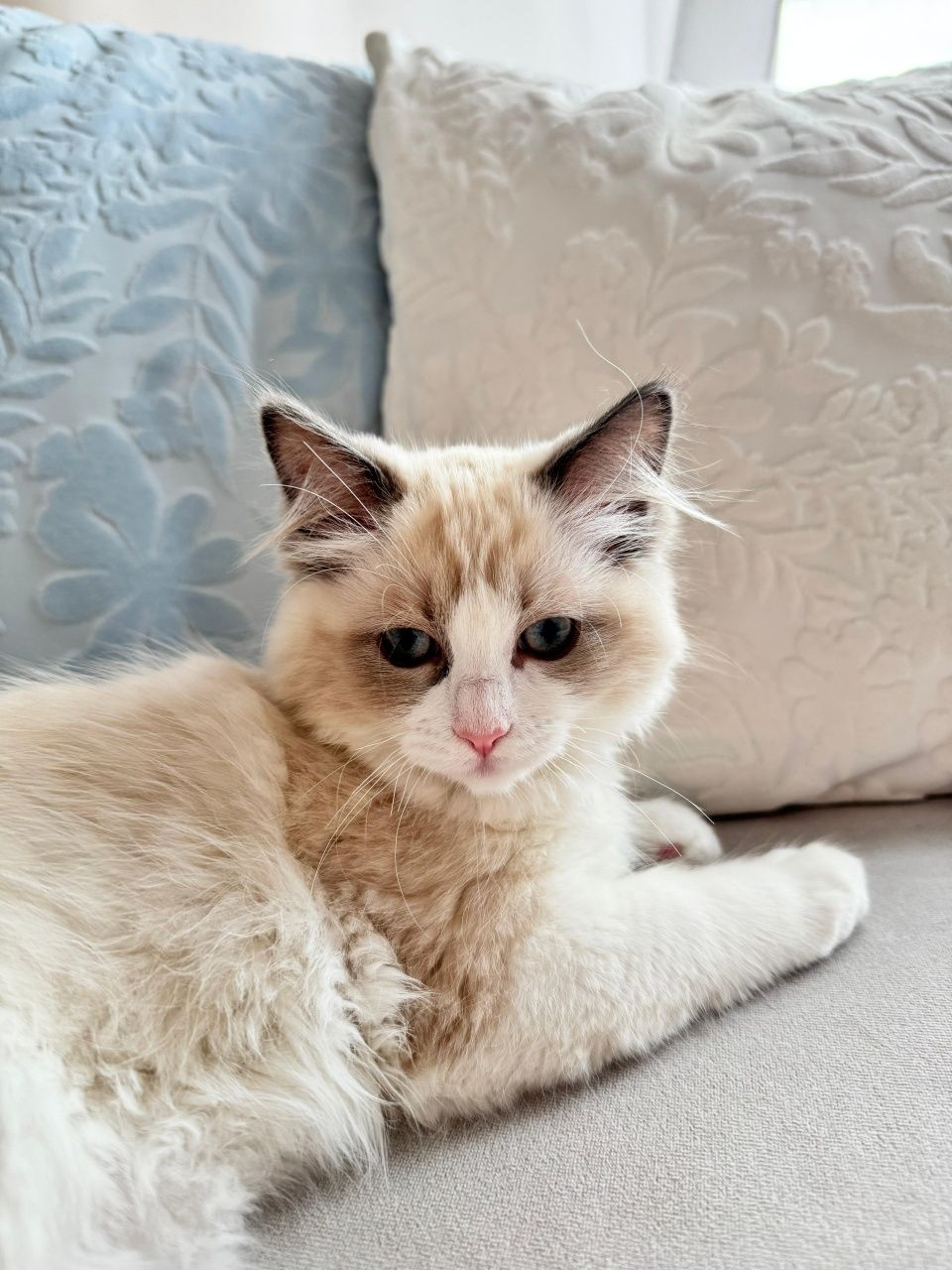 Kotka Ragdoll - Gloria