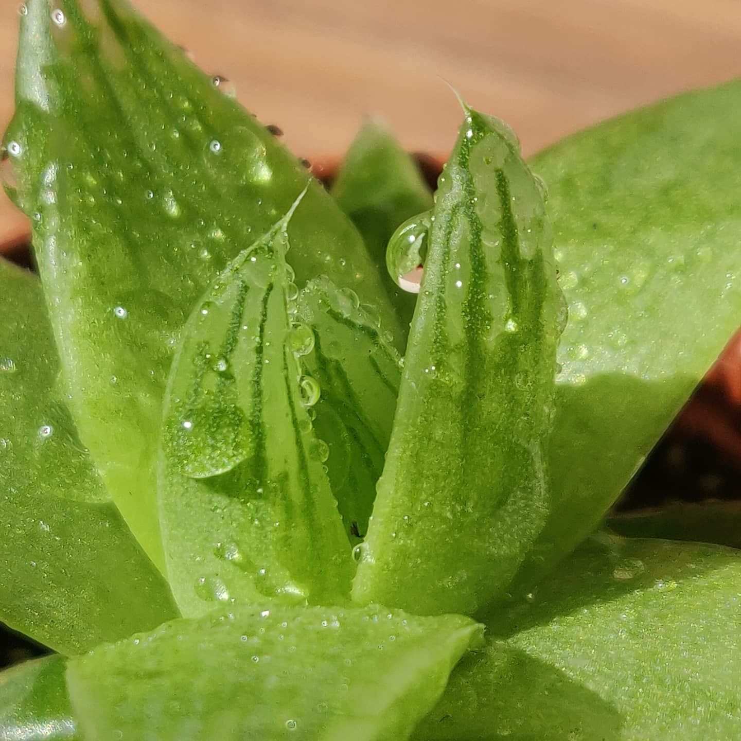 Хавортія цимбіформіс - Haworthia cymbiformis ex. variegata