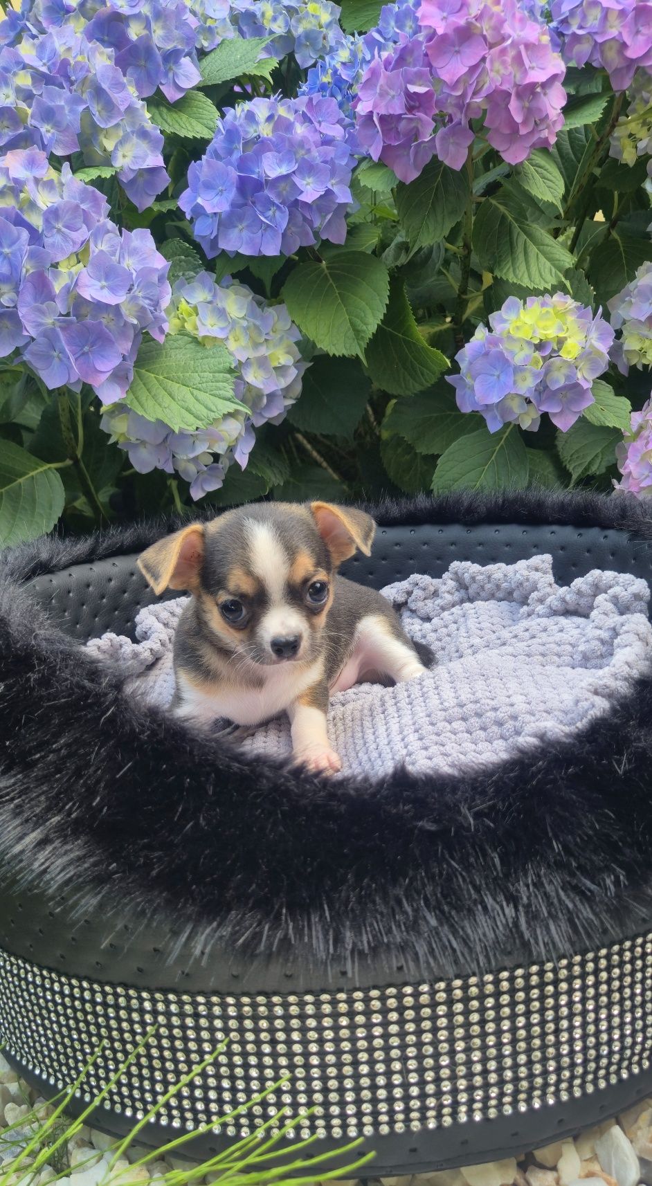 Piękny chłopczyk chihuahua krótkowłosy
