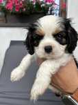Cavalier king charles spaniel na kolana