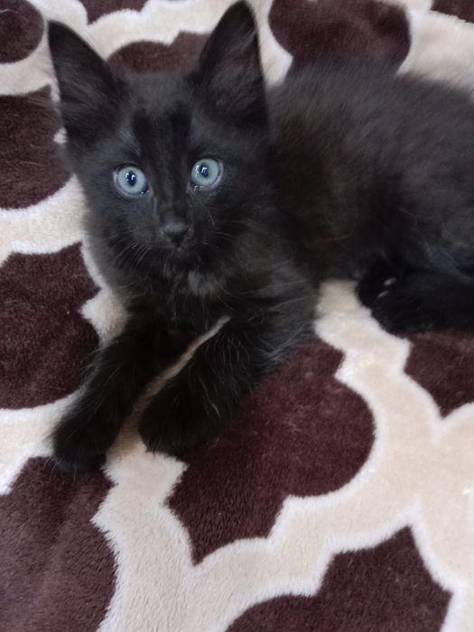 Шукаю люблячу родину