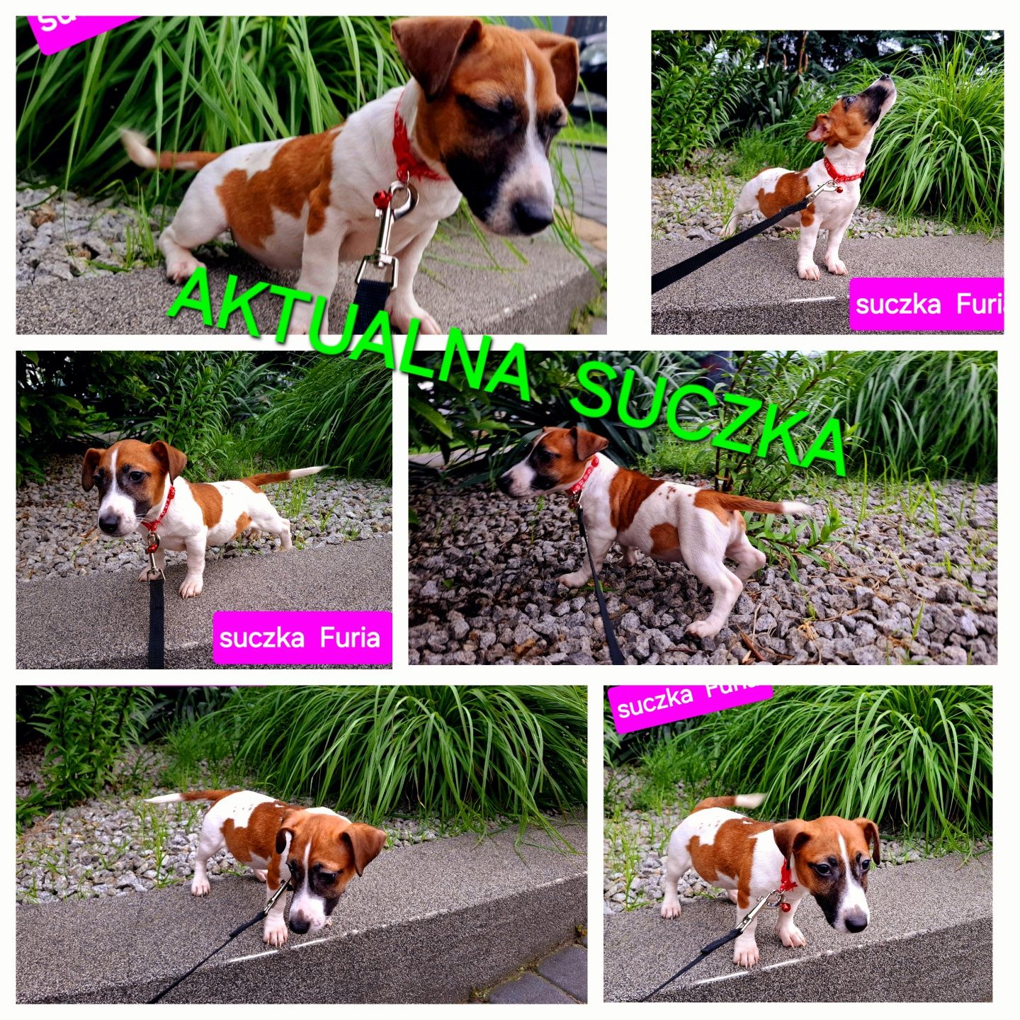 Piękna Furia !!! Jack Russell krótkie nóżki RODZICE W HODOWLI