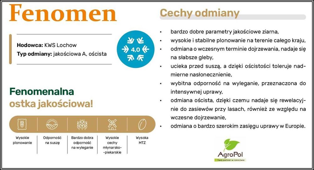 Pszenica Oścista FENOMEN -Najbardziej Doceniana Ostka Nasiona Pszenicy