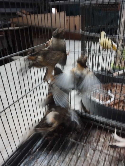 Canários arlequins e amarelos