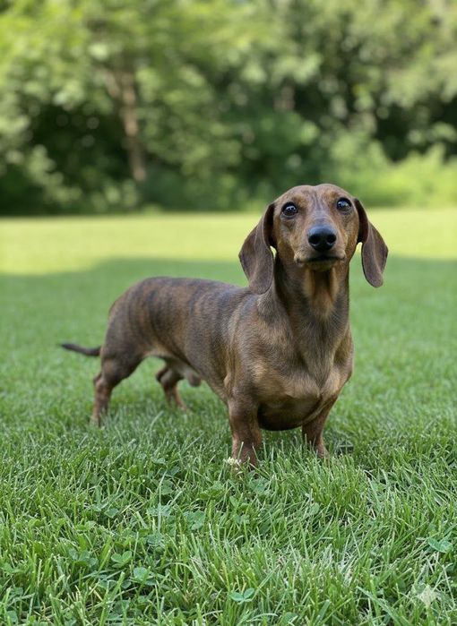 Щенки Таксы,с документами клуба.