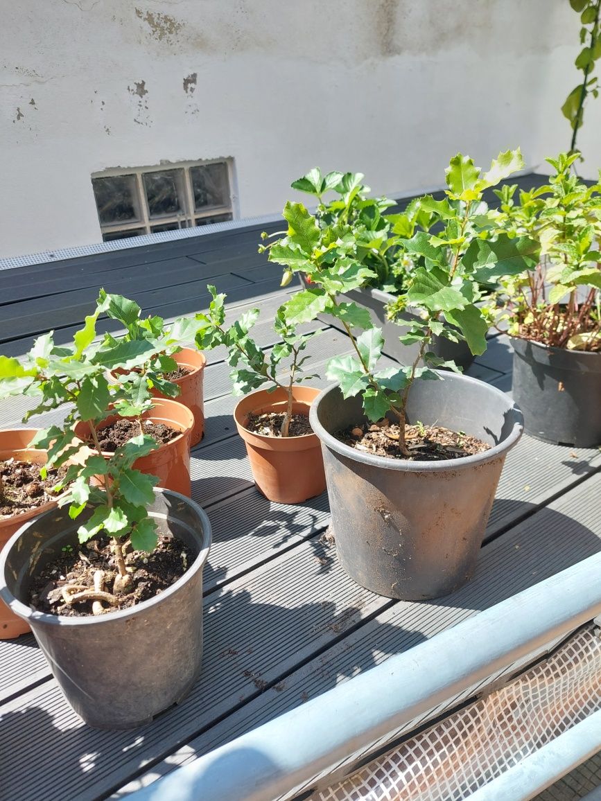Carvalho Cerquinho Português (p/ Plantar ou Bonsai)