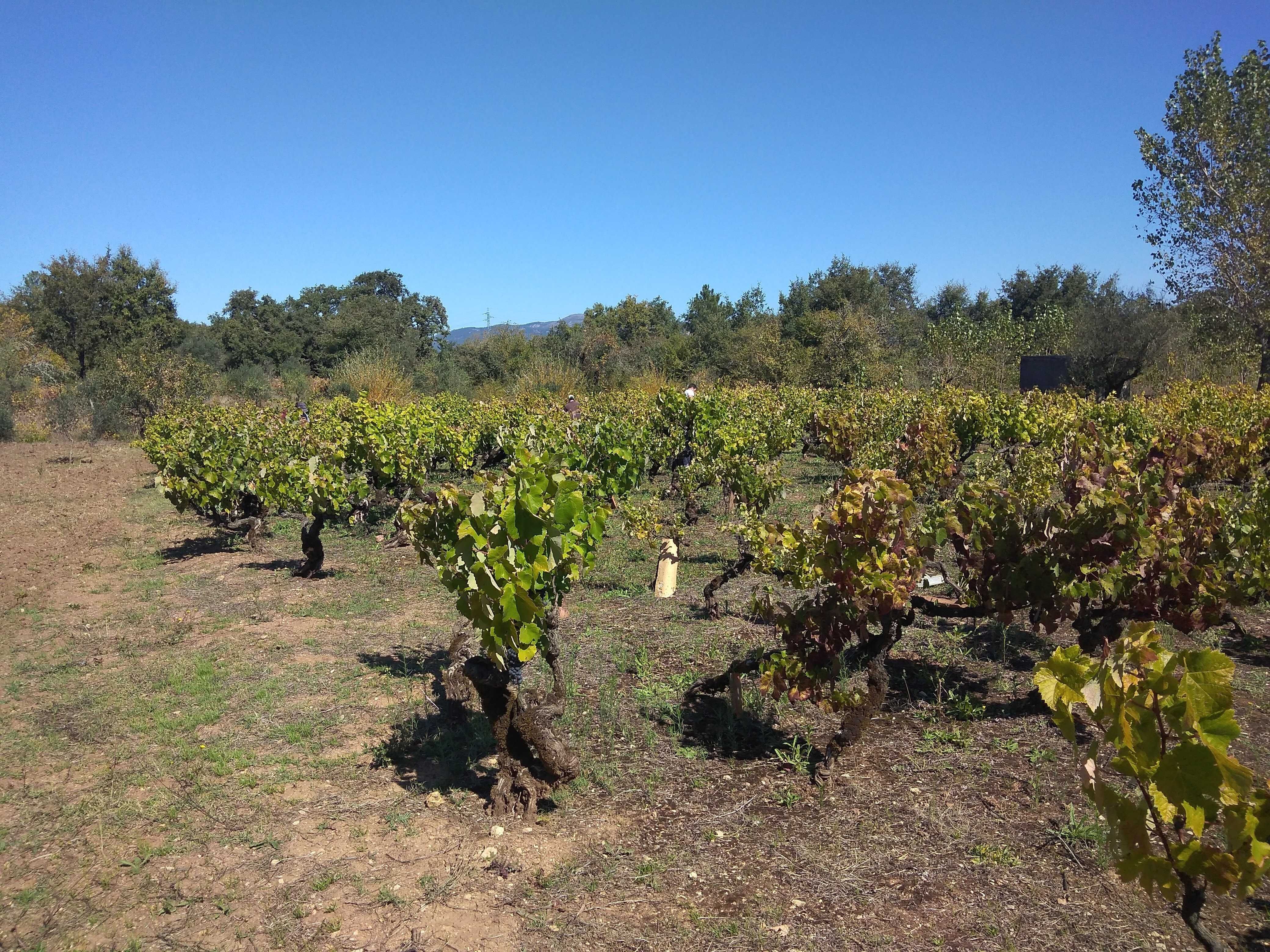 Vendem-se uvas para vinho , Zona Ansião