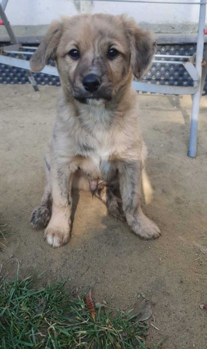 Oddam szczeniaki w dobre ręce