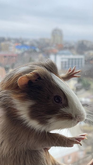 Отдам морскую свинку бесплатно