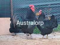 Vendo ovos de Australorps