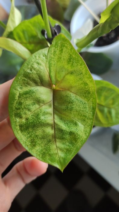 Сингониум сінгоніум   rasamee nag манго  mango pink spot конфетті