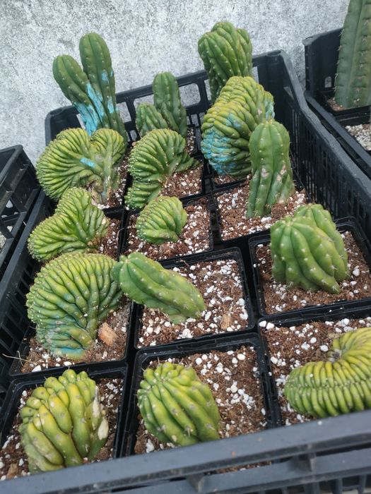 Cacto San Pedro cristata / crested