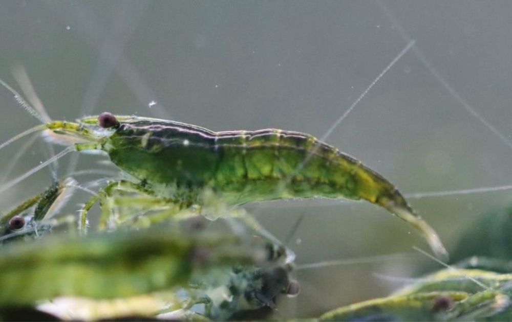 Neocaridina green