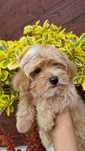 )Maltipoo sunia XXS mama , tata 2,6kg  2,2 kg