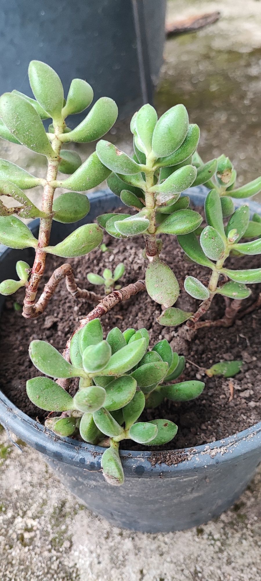 Planta suculenta