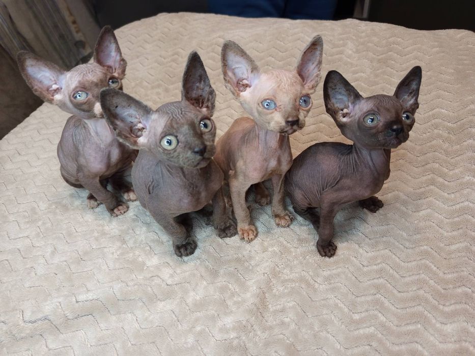 Котинята канадський сфінкс