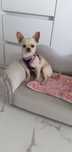 Chihuahua piesek Rodowód