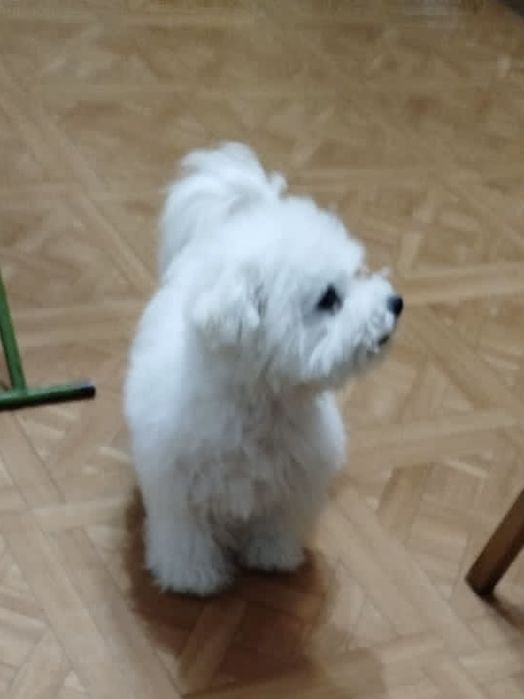 Бішон фрізе офіційні