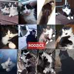 Rezerwacja wszystkich kotków