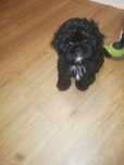 Shih TZU śliczna czarna sunia