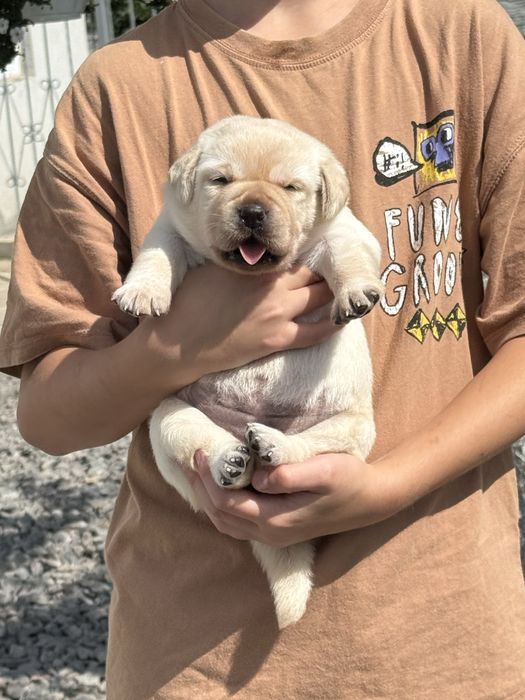 Є вільні хлопці та дівчатка! Розплідник