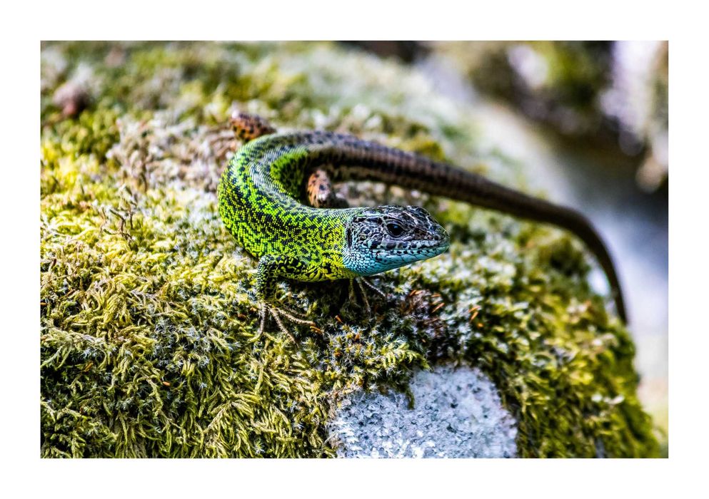 Poster fotográfico 50 x 70, Superfície: papel fotográfico brilhante.