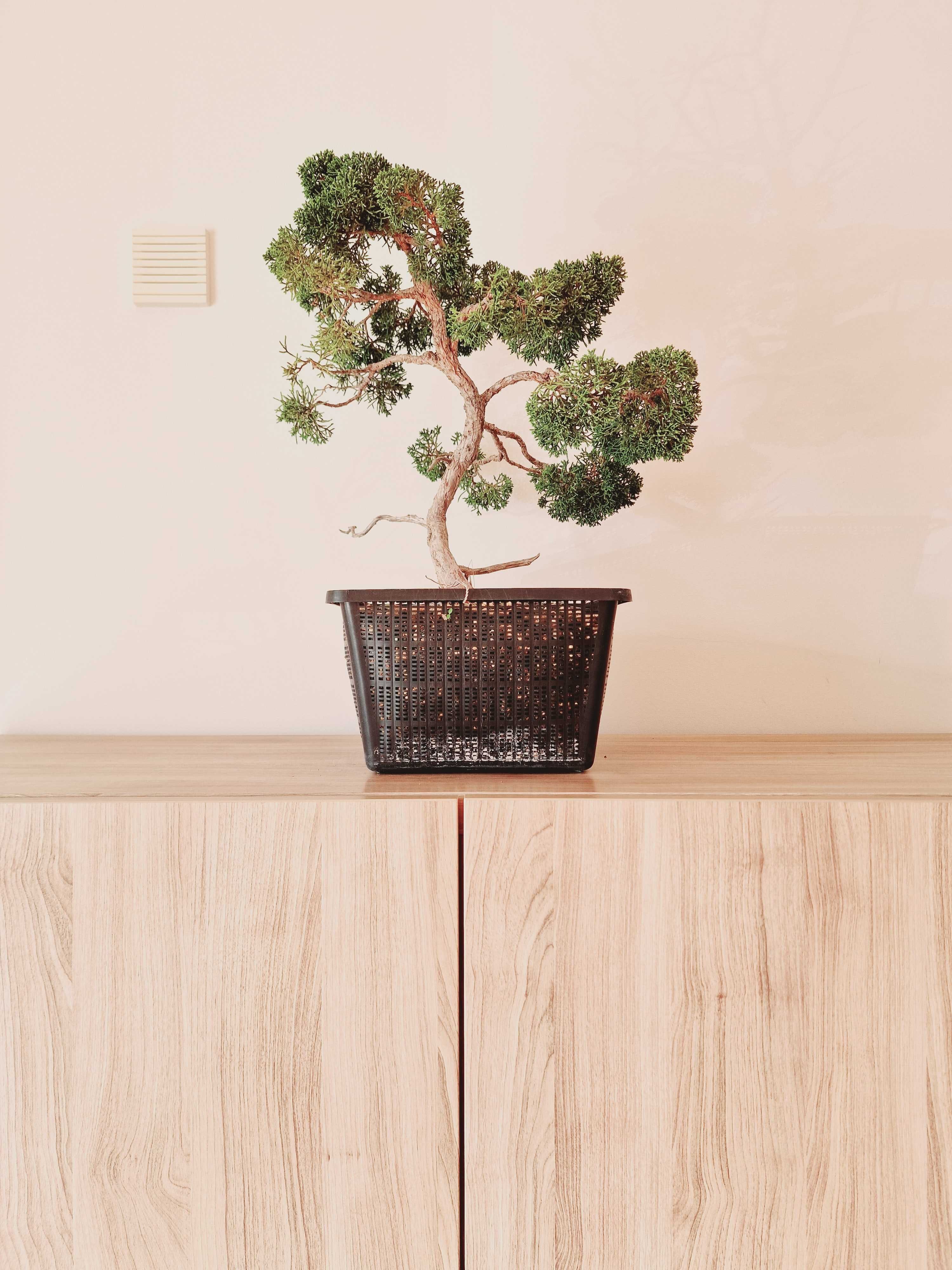 Juniperus "Itoigawa", bonsai