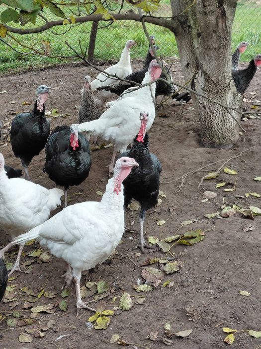 Ładne indyki z 2025roku