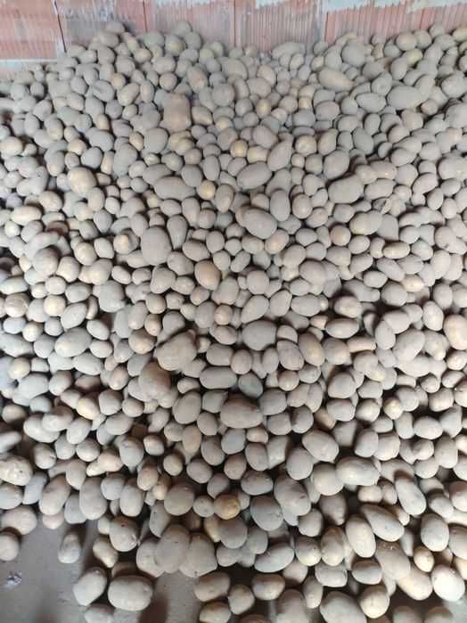 Ziemniak Soraya z transportem