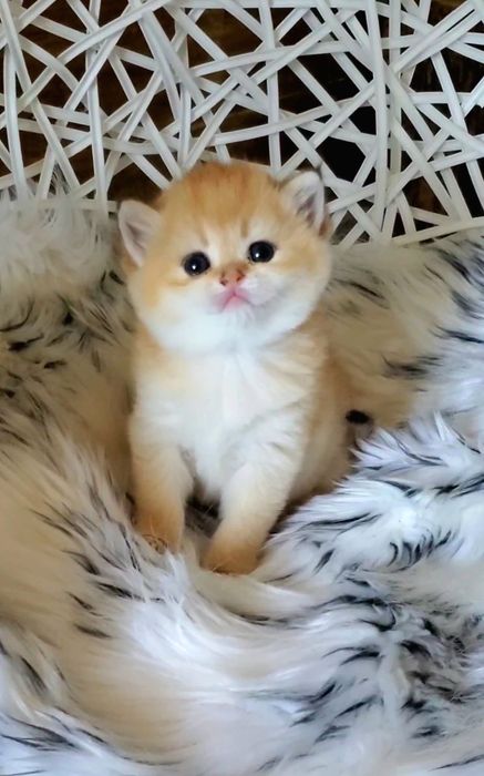 Ручные милые малыши, котята золотая шиншилла.