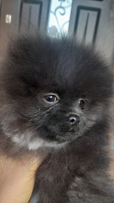 Померанські шпіци