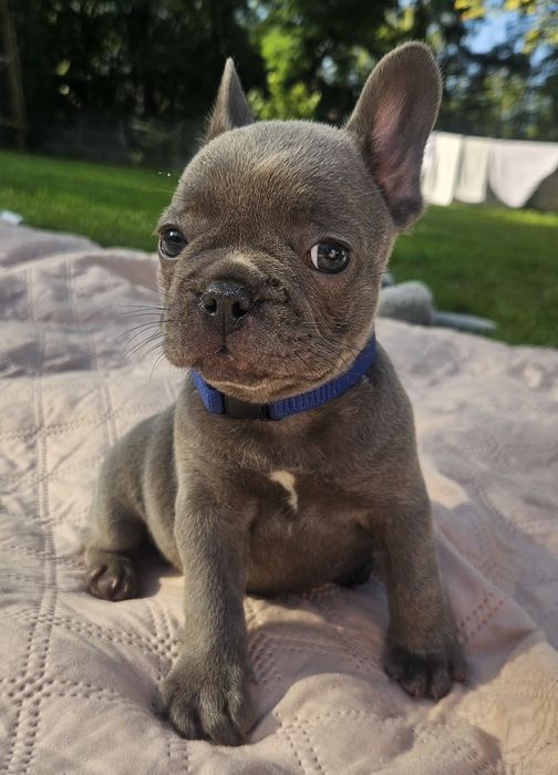 Buldog francuski